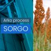 Sorgo